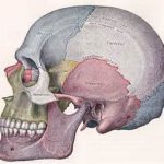 Skull Reshaping Areas Dr Barry Eppley Indianapolis