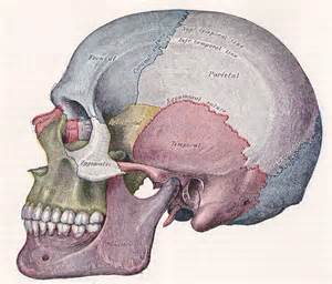 Aesthetic Skull Reshaping
