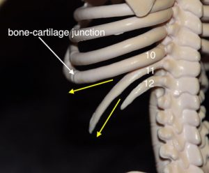 Waist and Torso Narrowing/Rib Removal Surgery - Plastic Surgeon